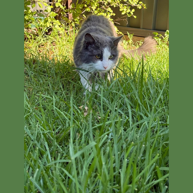 Photo of Munchkin