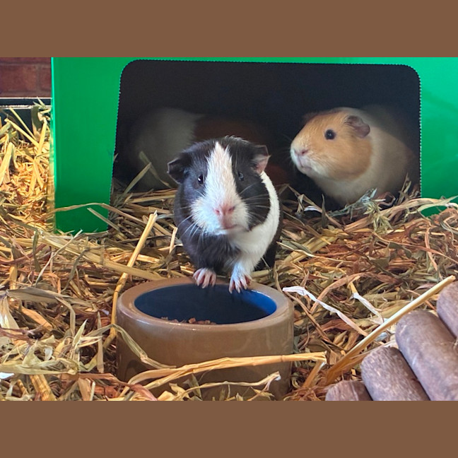 Photo of Buster, Mooch And Sprinkles