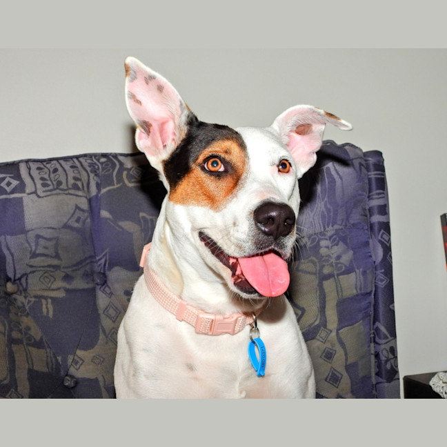 Photo of Lola (Was Honey)