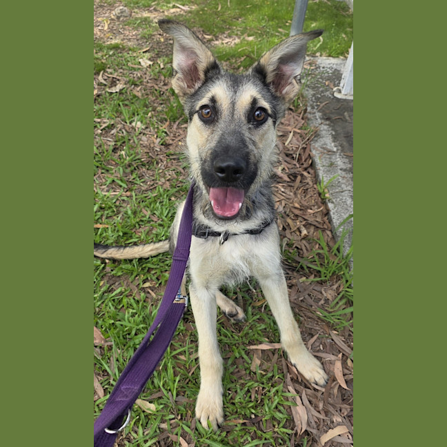 Photo of Roofus