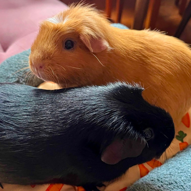 Photo of Indi & Mazzy