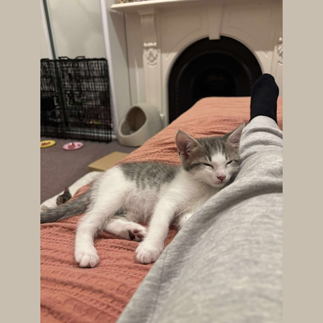 Photo of Toby (Short For Dweezlewamba)