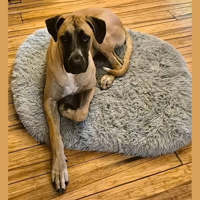 Photo of Whippy   1 Year Old Ridgeback X Great Dane