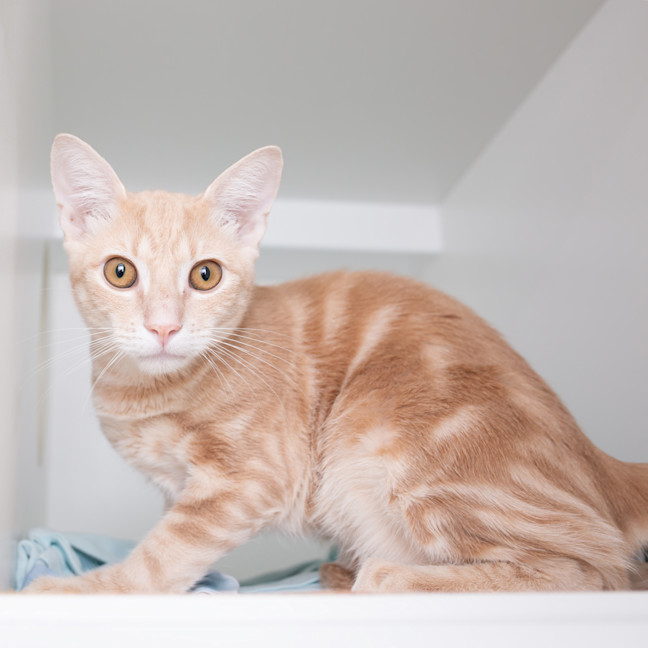 Photo of Duke