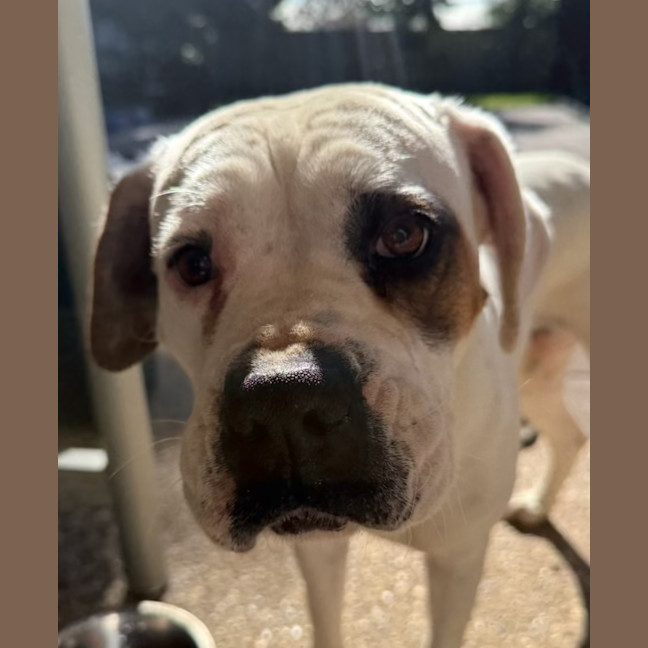 Photo of Sasha *$350 Adoption Fee*