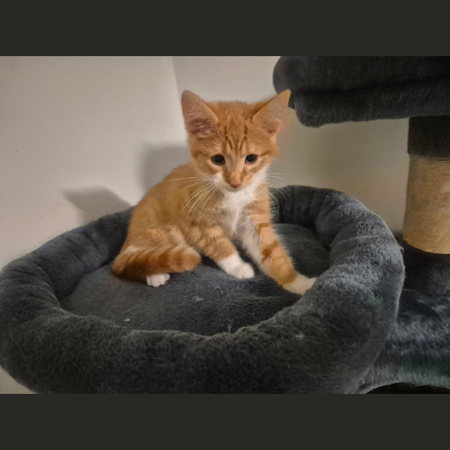 Photo of Simba