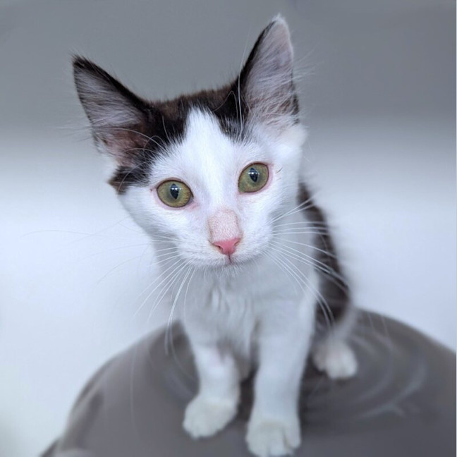 Photo of Toby Nee Boogie