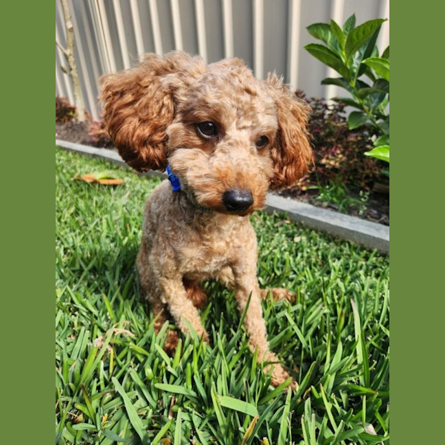 Photo of Biscoff   1 Year Old Poodle X