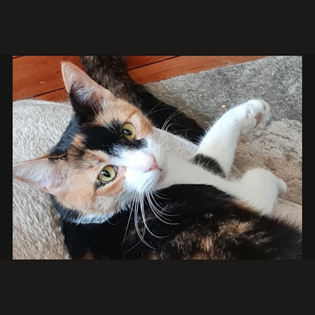 Photo of Georgie