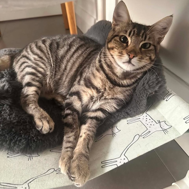Photo of 14044   Gizmo