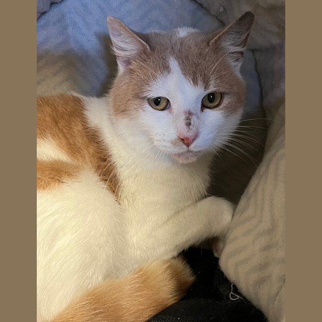 Photo of Waffles