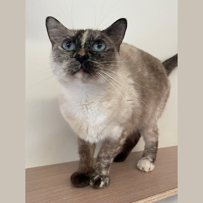 Photo of C1606 Bella
