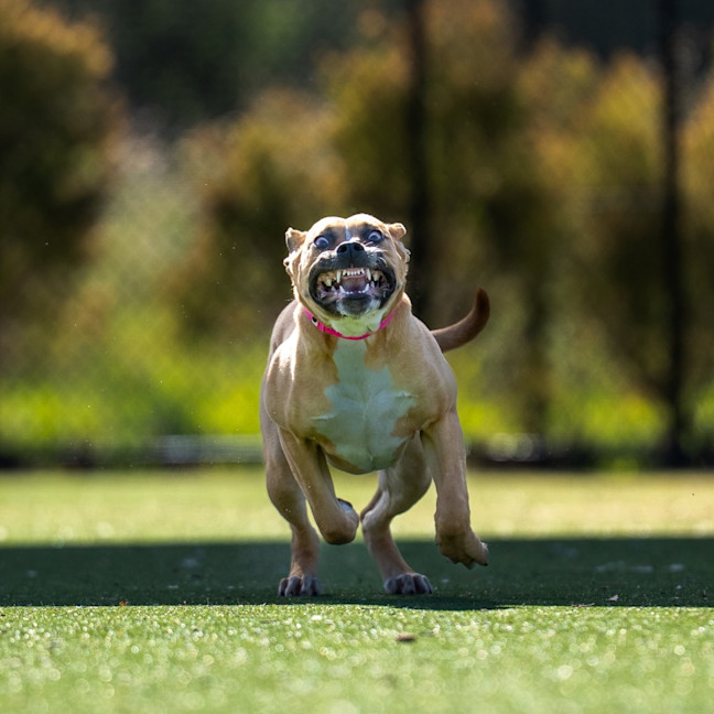 Photo of Slinky Imp 2507