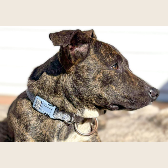 Photo of Rummy
