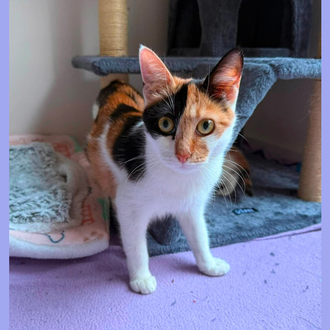 Photo of Akira ** 2nd Chance Cat Rescue **
