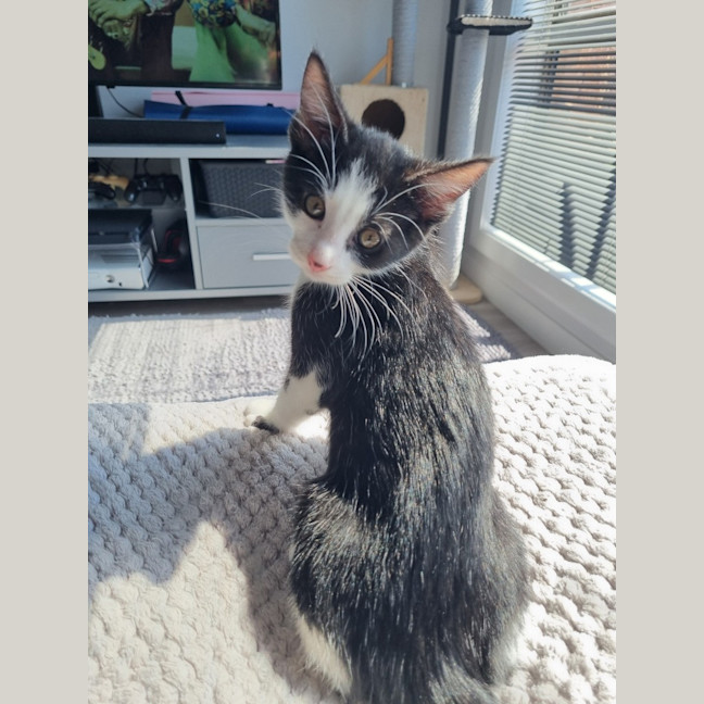 Photo of Grey