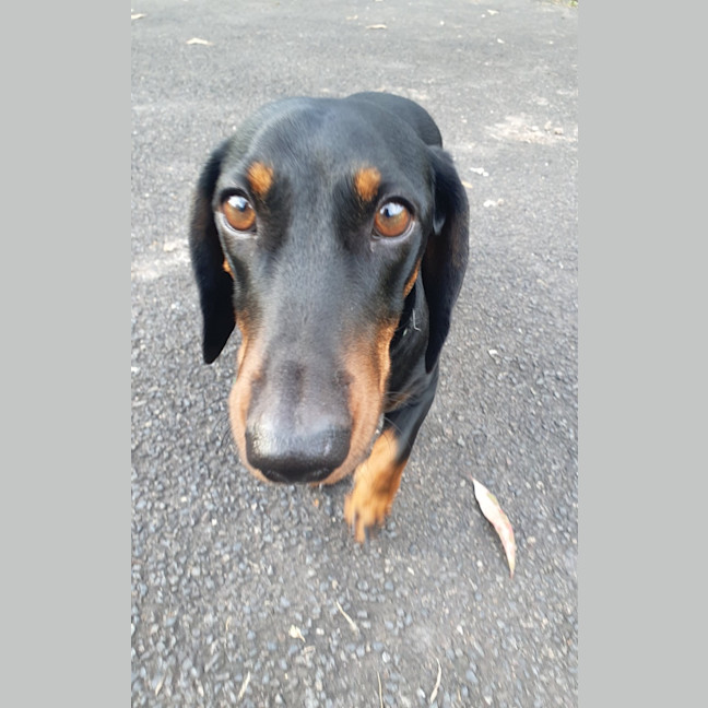 Photo of Winston