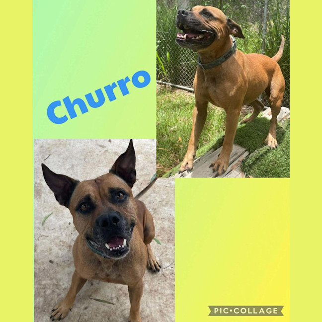 Photo of Churro