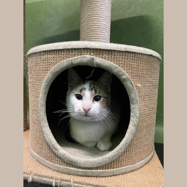 Photo of Tuna 