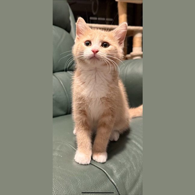 Photo of Henry The Octopus Meet Me@Petstock Carrum Downs