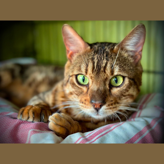 Photo of Raja
