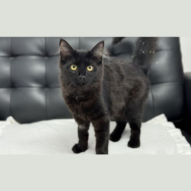 Photo of Ebony