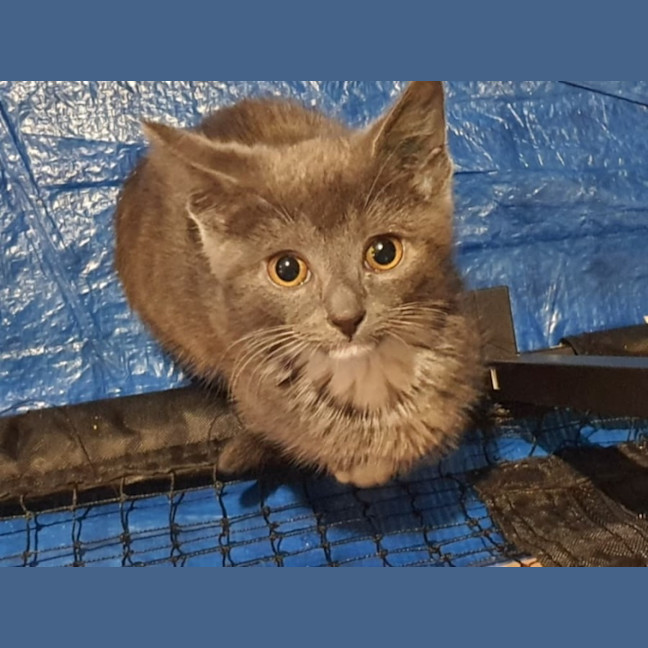 Photo of Primrose ** 2nd Chance Cát Rescue**