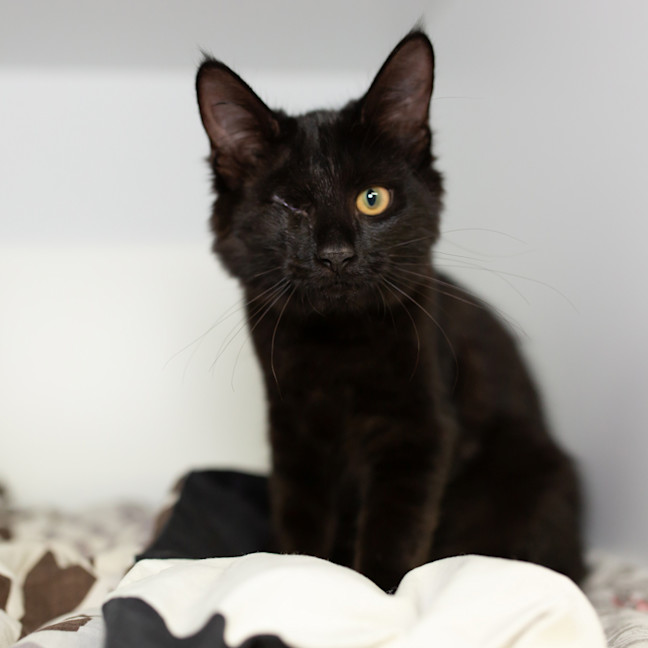 Photo of Jinx (Elphie)