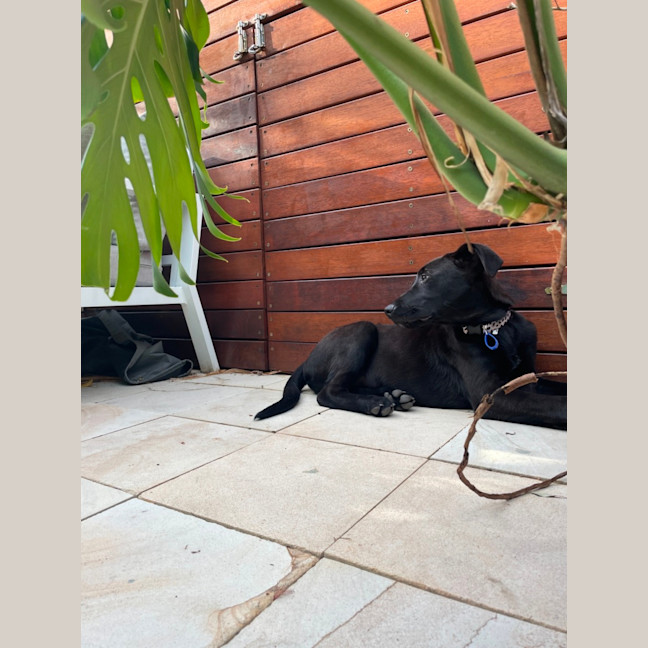 Photo of Toto   5 Month Old German Shepherd X