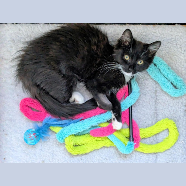 Photo of Opal *9 Lives Project Rescue*