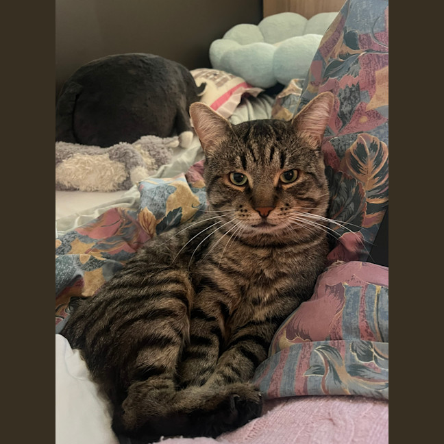 Photo of Moonface