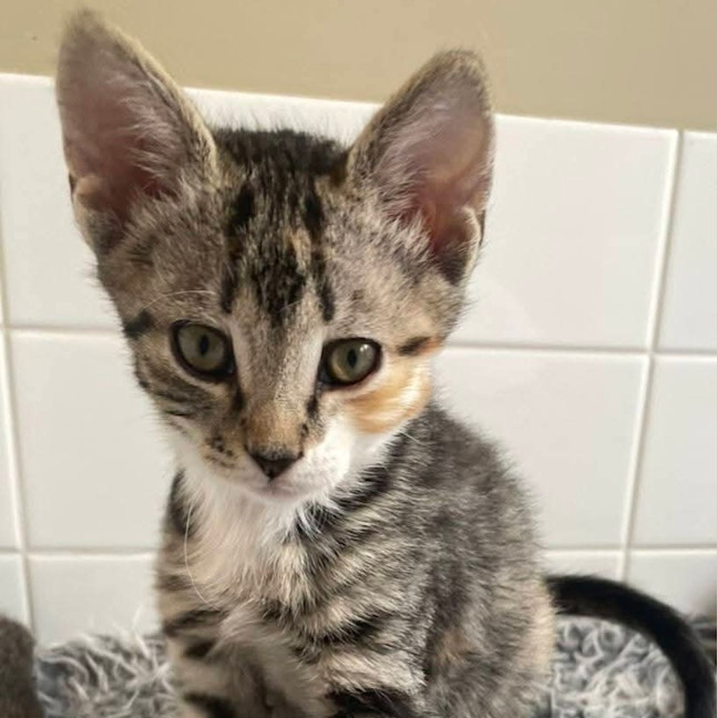 Photo of Stella