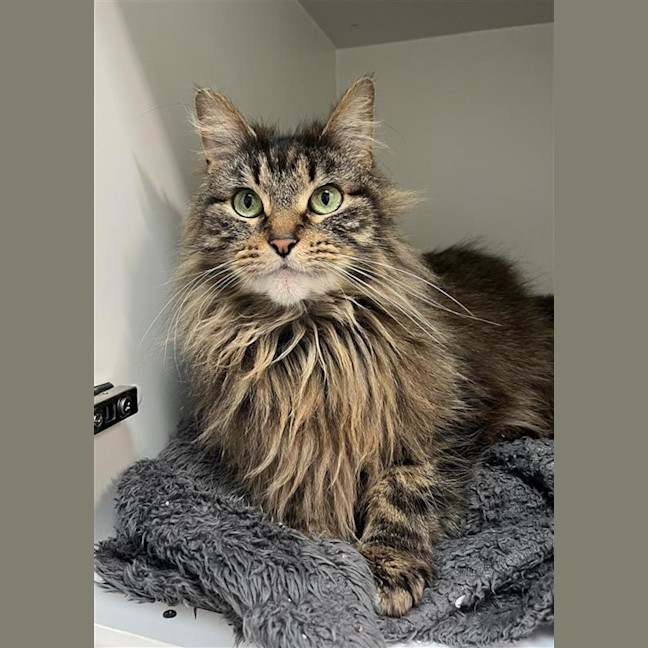 Photo of Bumpkin