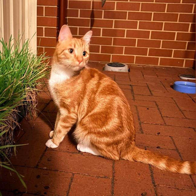 Photo of Link