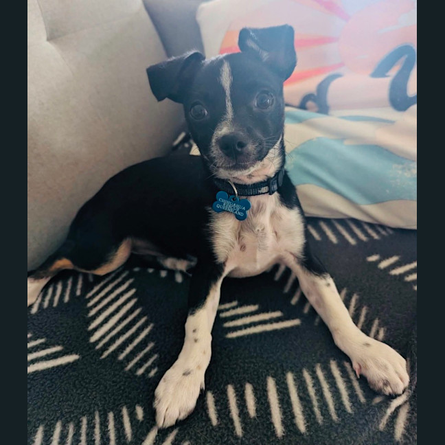 Photo of Ham