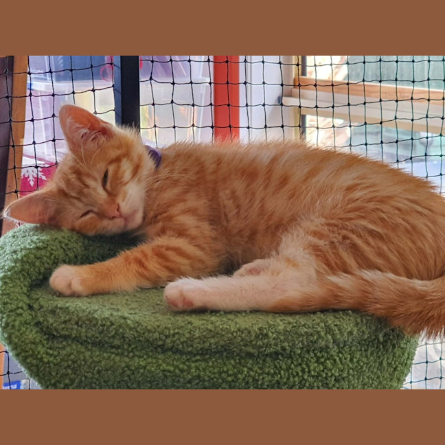Photo of Lillee **2nd Chance Cat Rescue **