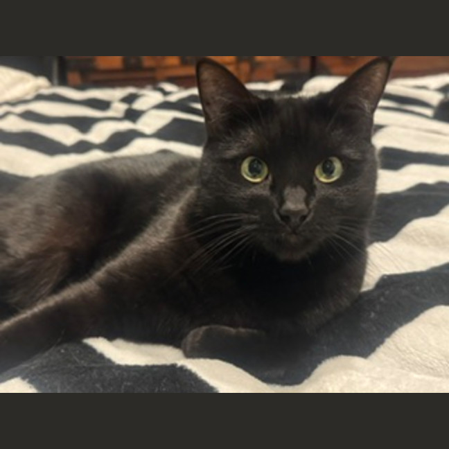 Photo of Boo