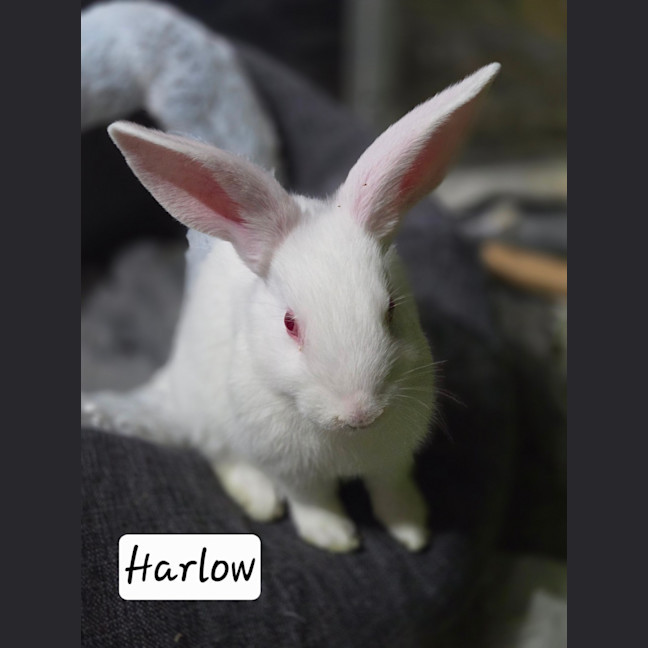 Photo of Harlow