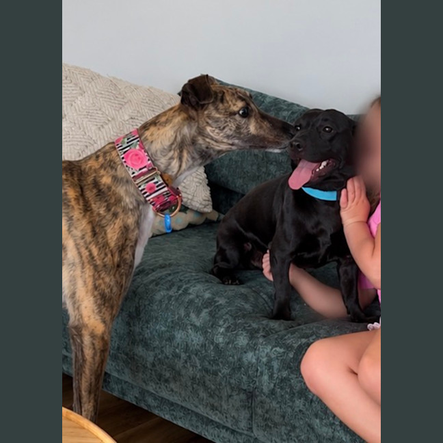 Photo of Rusty   11 Month Old Dachshund X