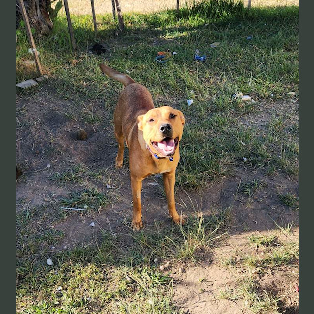 Photo of Buster