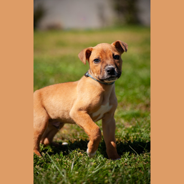 Photo of Bodhi