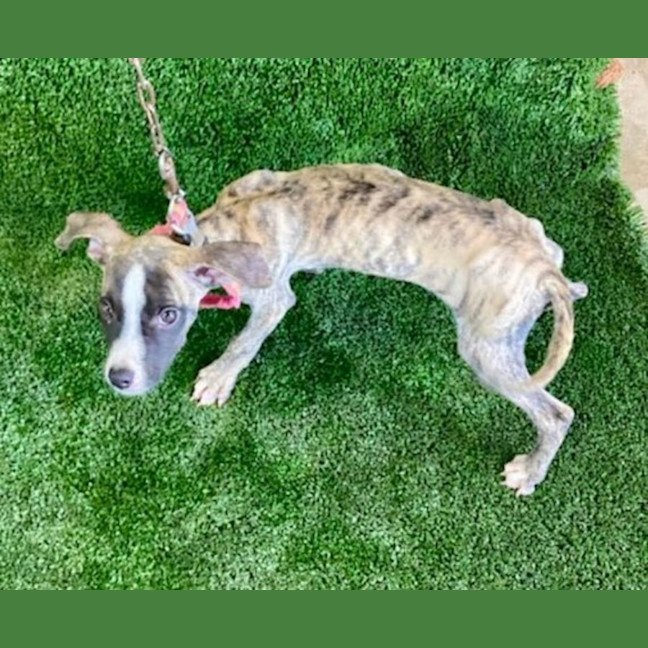 Photo of Adorable Pj