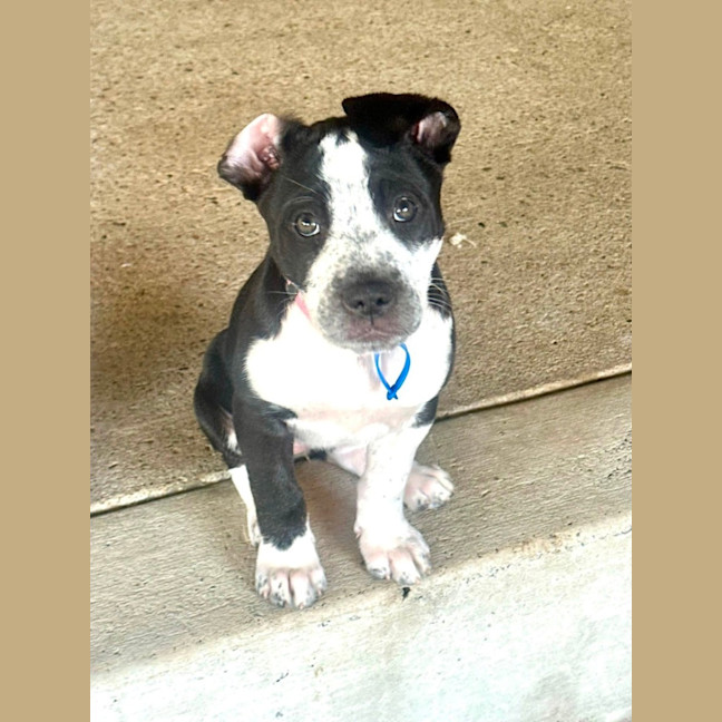Photo of Nova