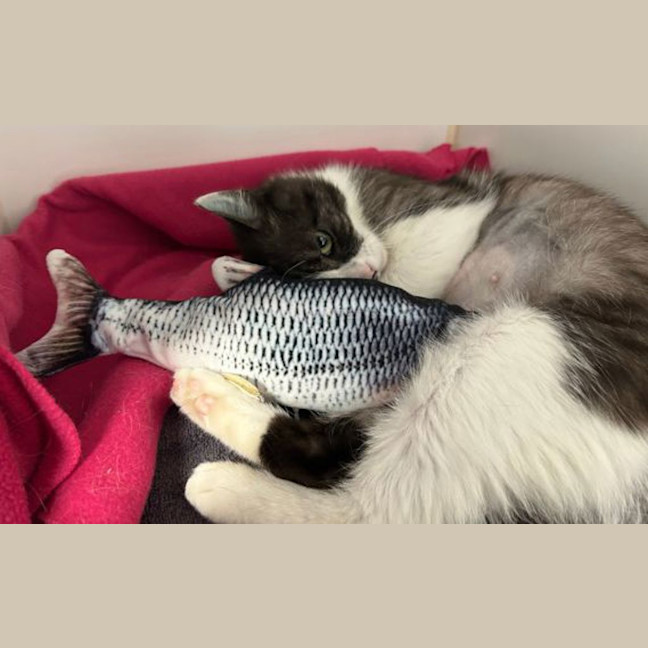 Photo of Meowgaret