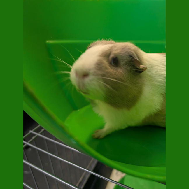 Photo of Croissant