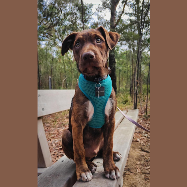 Photo of Chilli