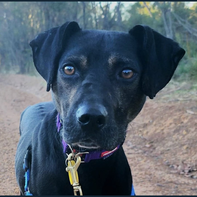 Photo of Rocky