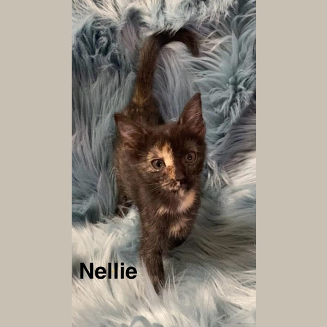 Photo of Nellie