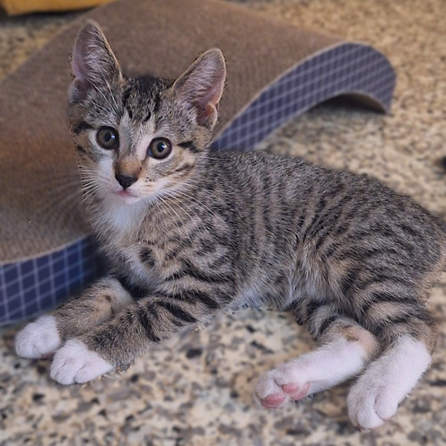 Photo of Pretzel