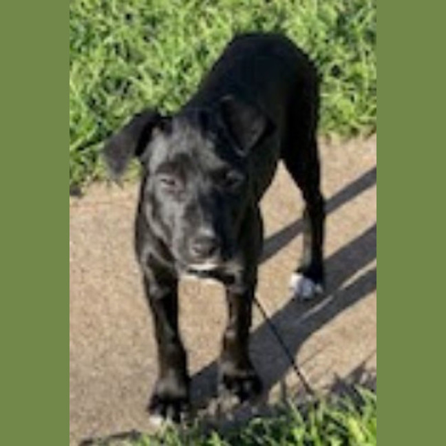 Photo of Kirby   8 Month Old, Male, Mixed Breed Puppy